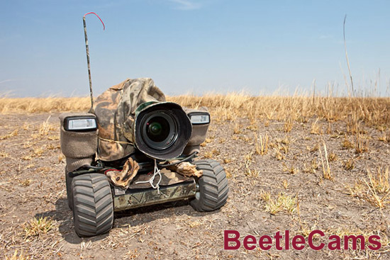 Фотоохота BeetleCams