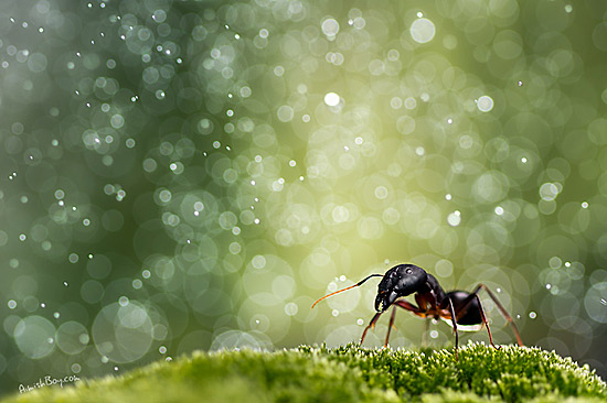 Проект WonderLand (фотограф Nadav Bagim)