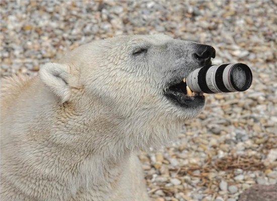 Canon EF 70-200mm f/2.8L IS II USM и белый медведь (не реклама)