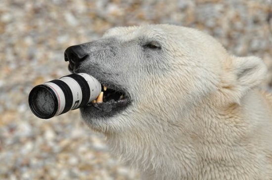 Canon EF 70-200mm f/2.8L IS II USM и белый медведь (не реклама)